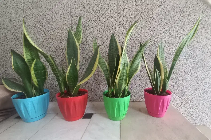 گل سانسوریا|گل و گیاه طبیعی|قم, قلعه کامکار|دیوار