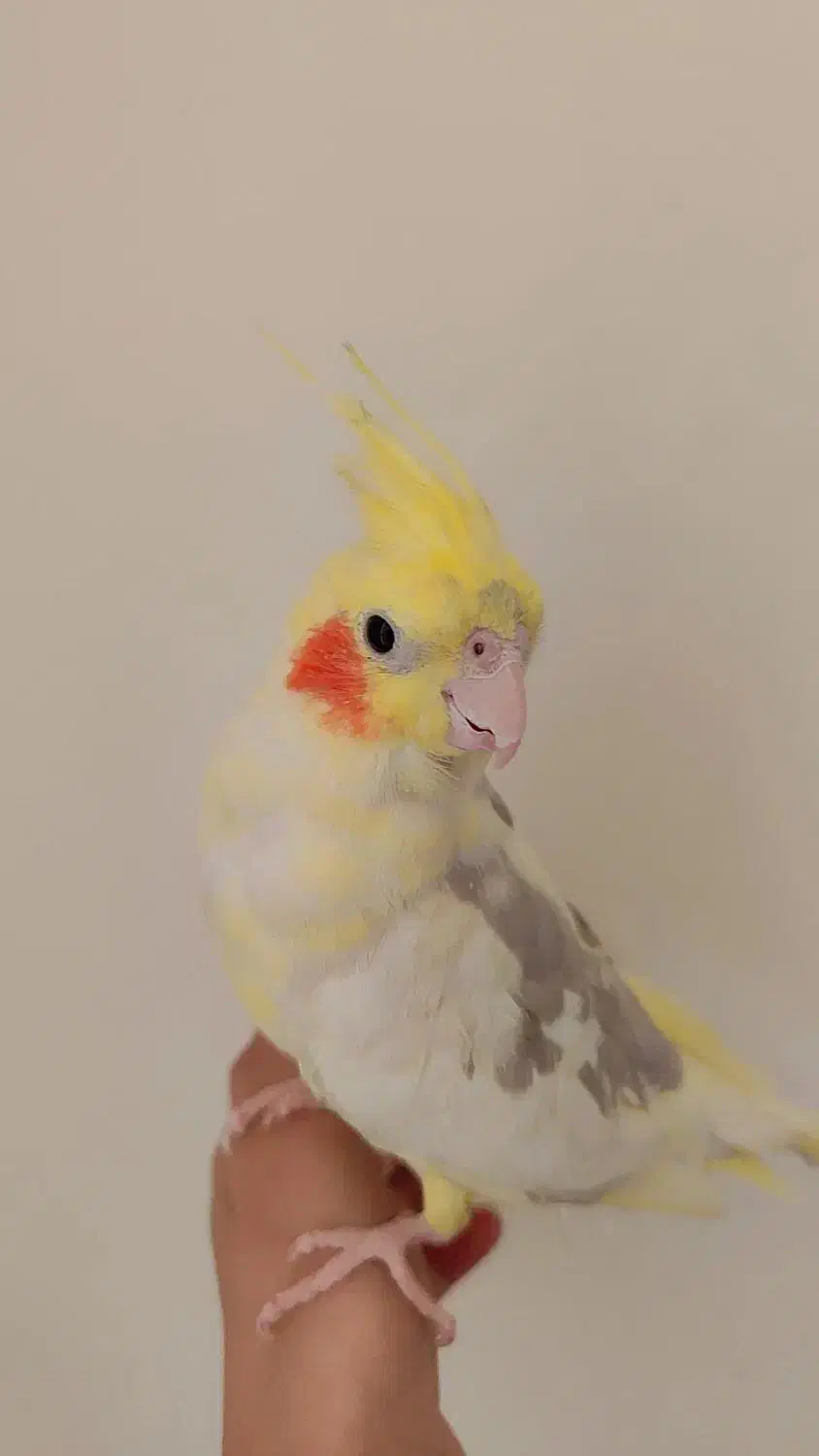 عروس هلندی|پرنده|مشهد, شهید علی محمدی|دیوار