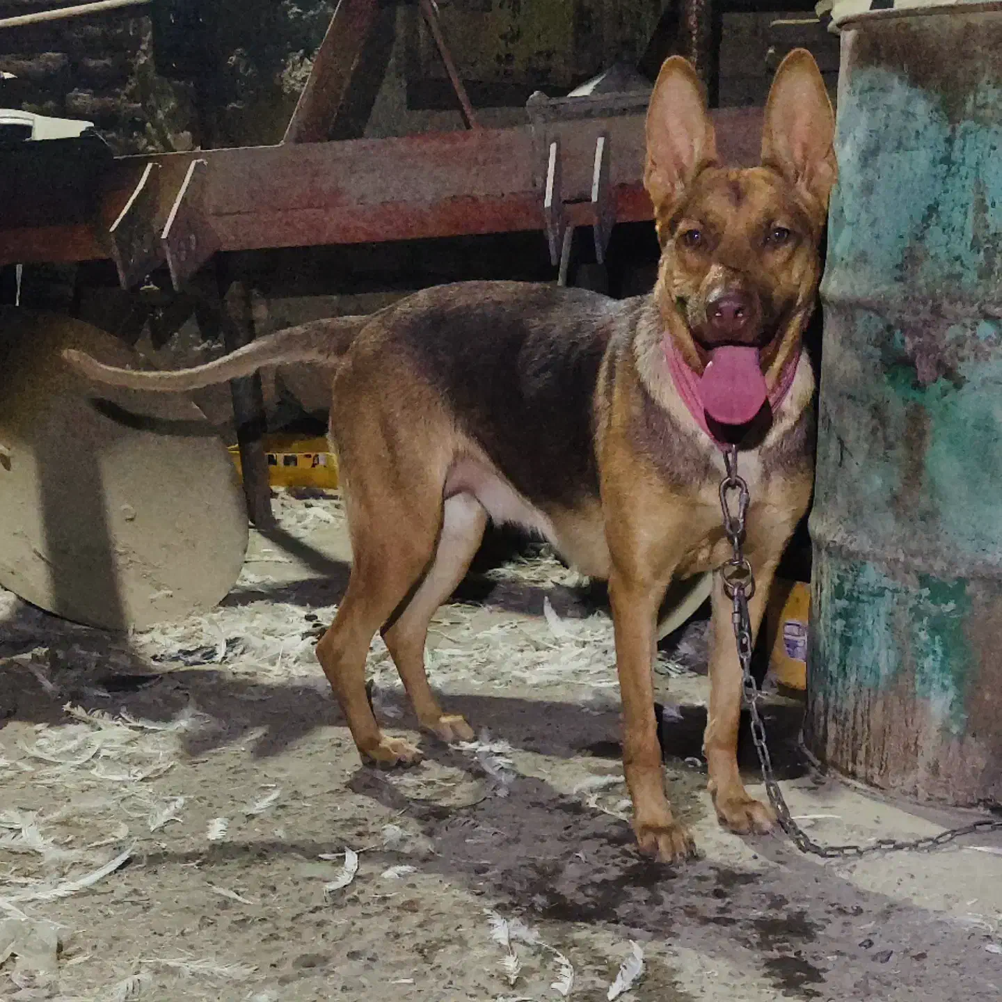 سگ ژرمن|سگ|محمدبار, |دیوار