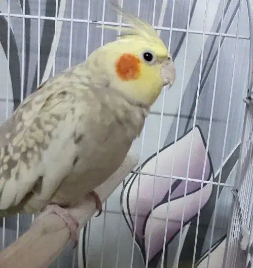 عروس هلندی مولد  جوجه داده ب شرط تضمینی|پرنده|تهران, امام زاده عبدالله|دیوار