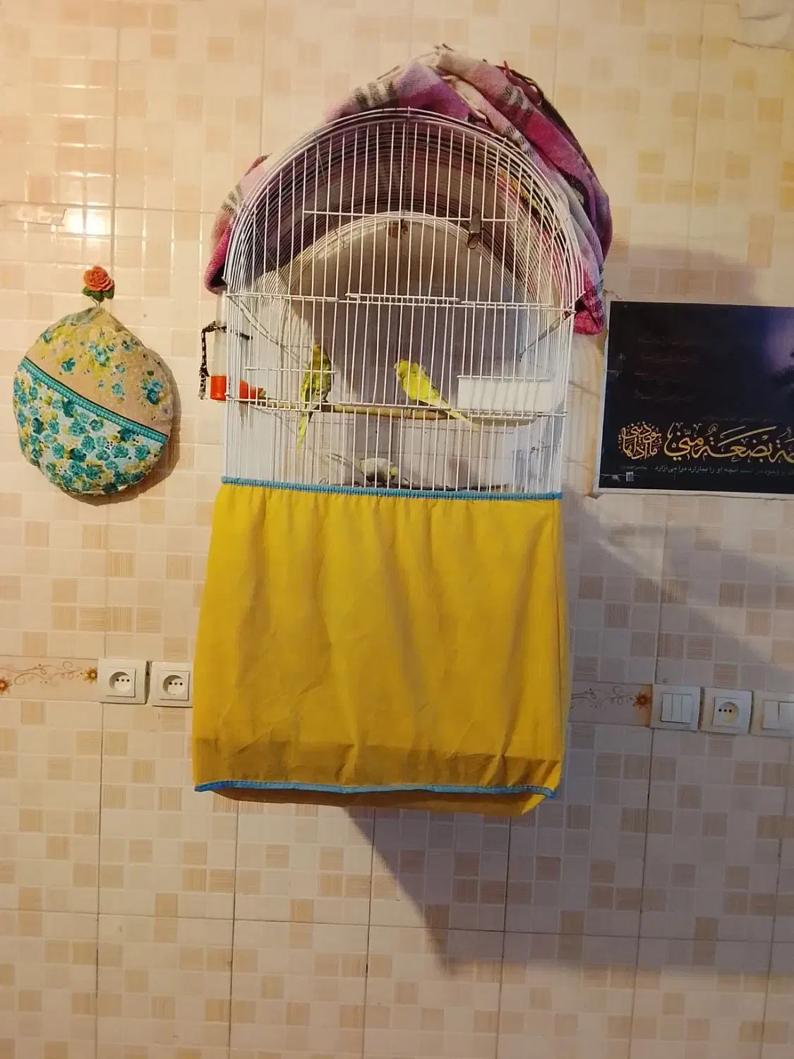 سه جفت ریمبو مولد باقفس|پرنده|بندر ماهشهر, |دیوار