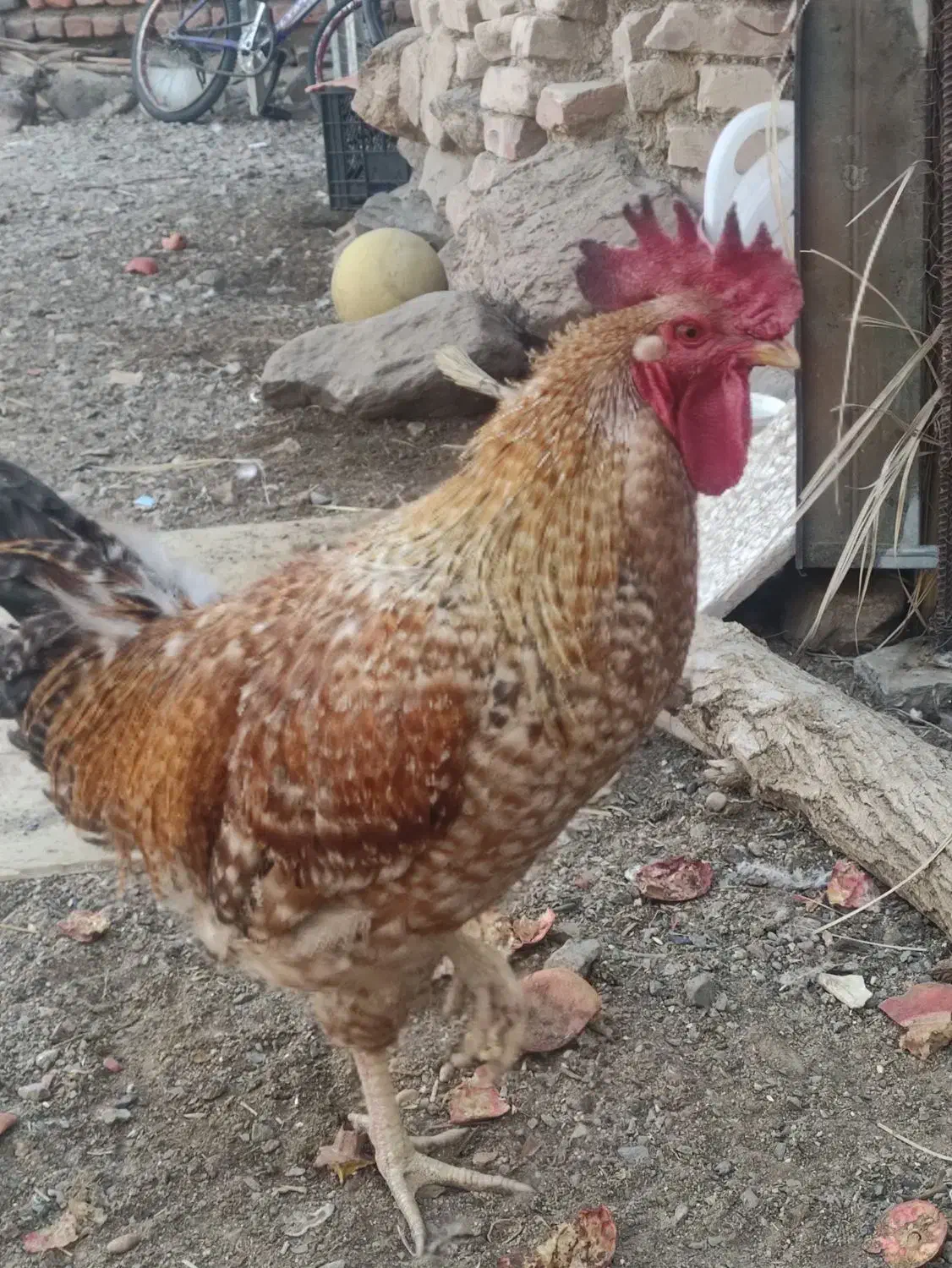 خروس|حیوانات مزرعه|نهبندان, |دیوار