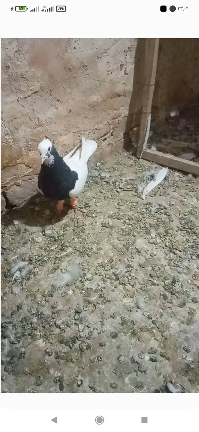 طوقی نر|پرنده|تربت‌حیدریه, تپه ننه حجی|دیوار