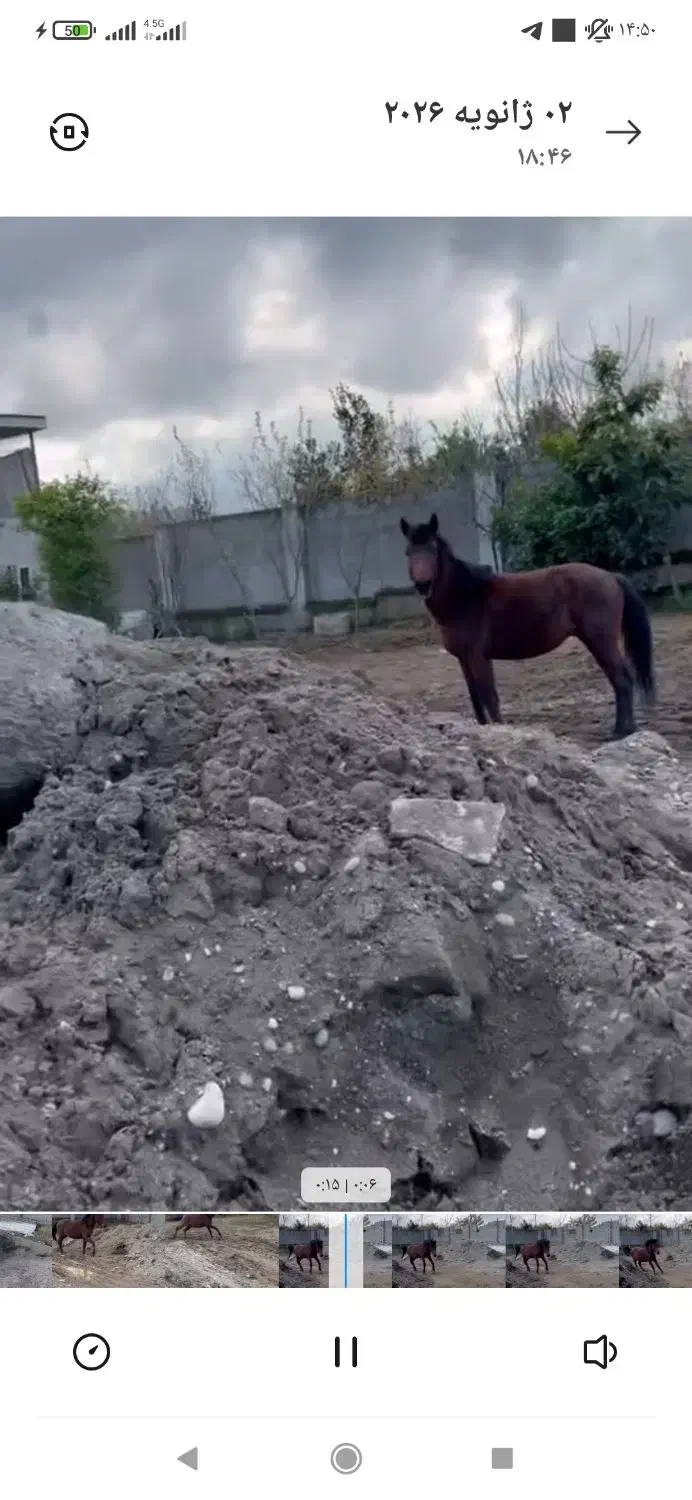 کره اسب کرد|اسب و تجهیزات اسب‌سواری|بابکان, |دیوار