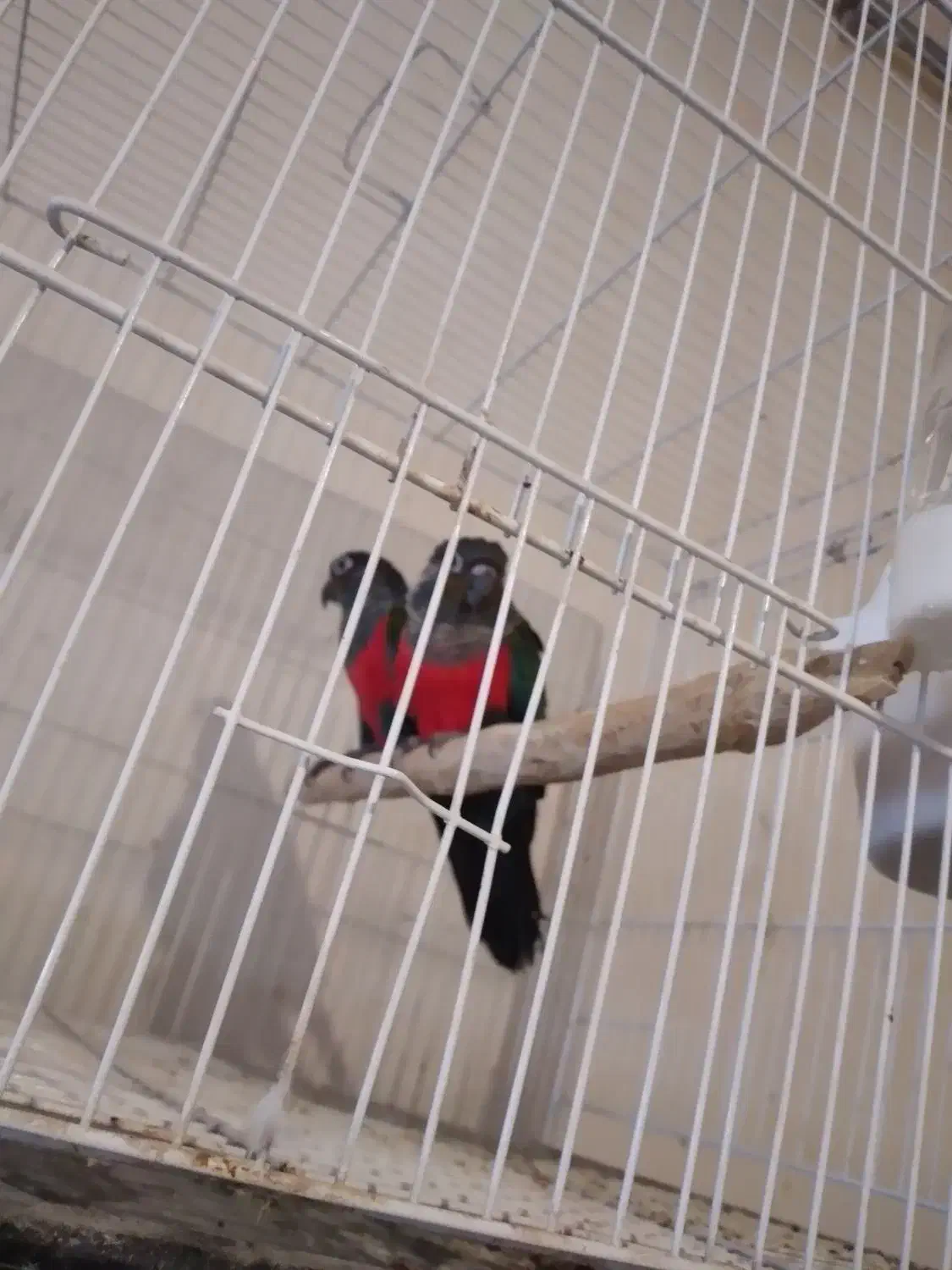 جفت کارداده کریمسون و جوجه رام خورشیدی|پرنده|تبریز, |دیوار