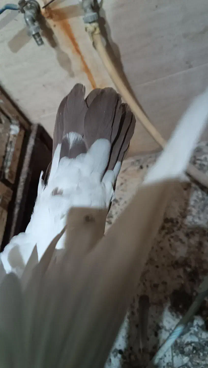 کبوتر|پرنده|اهواز, کوی منابع طبیعی|دیوار