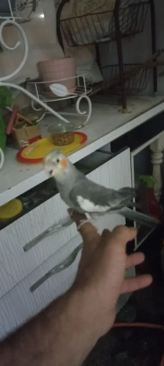 پرنده|پرنده|اسلام‌شهر, مسکن مهر اسلاشهر (شهرک امام خمینی)|دیوار