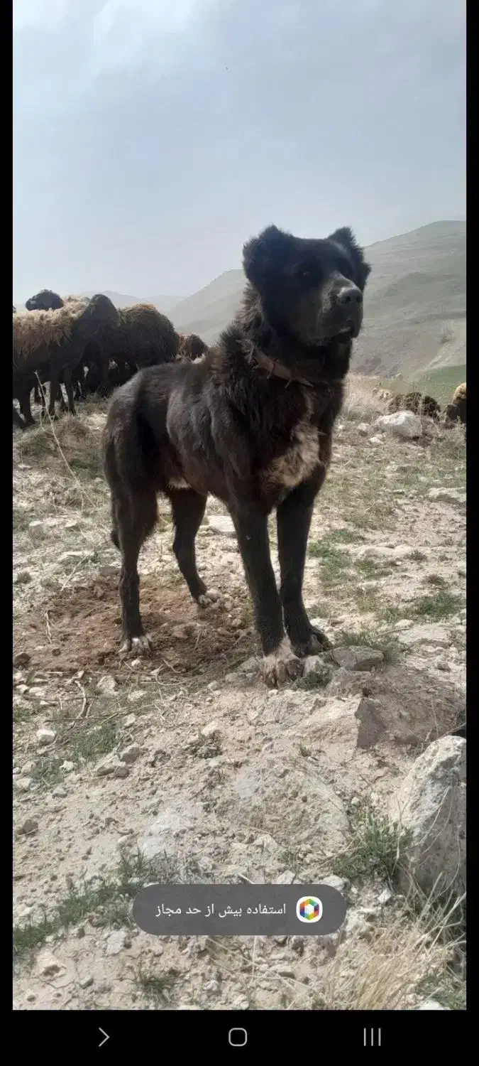 سگ گله|سگ|خلخال, |دیوار