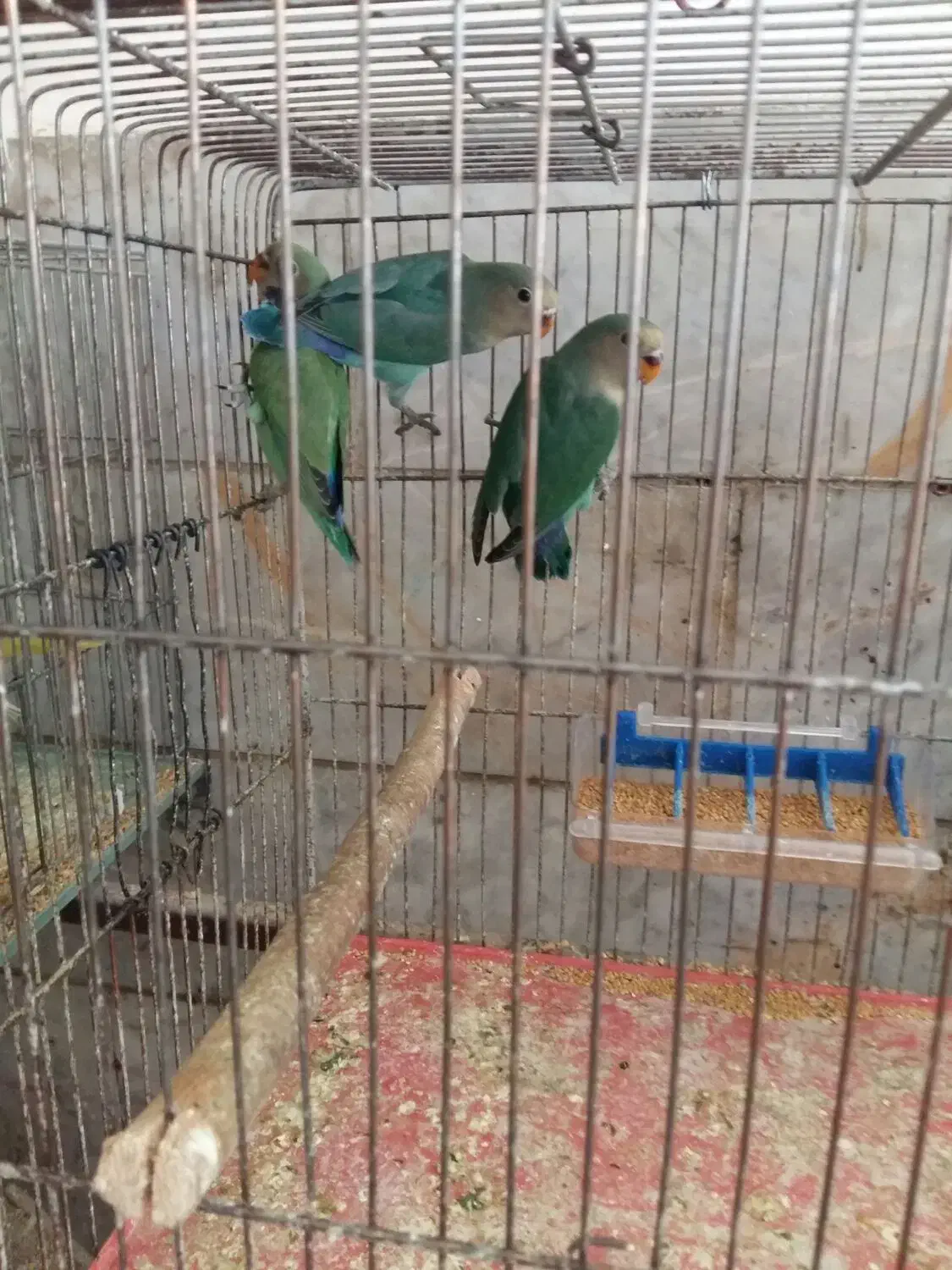 ۳عدد برزیلی ۵ماهه|پرنده|خوی, |دیوار