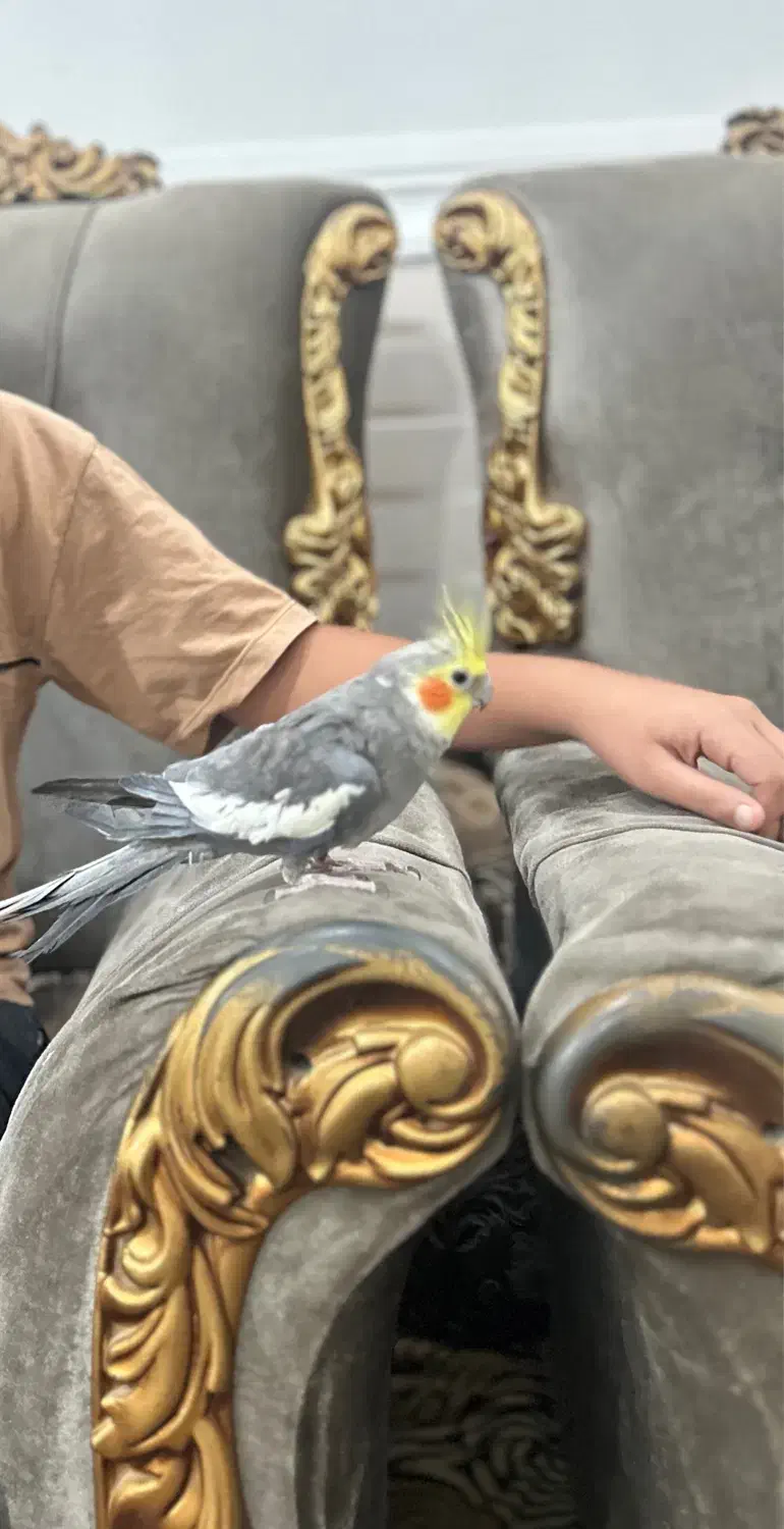 عروس هلندی|پرنده|خمیر, |دیوار