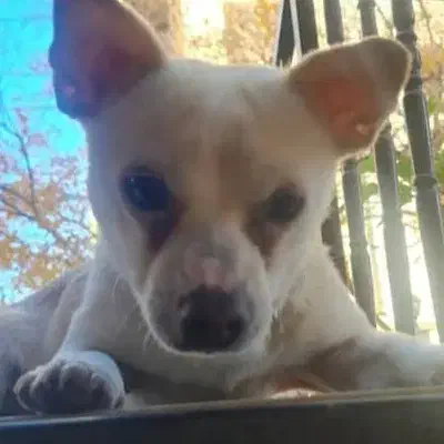 سگ گمشده|حیوانات|کرمان, |دیوار