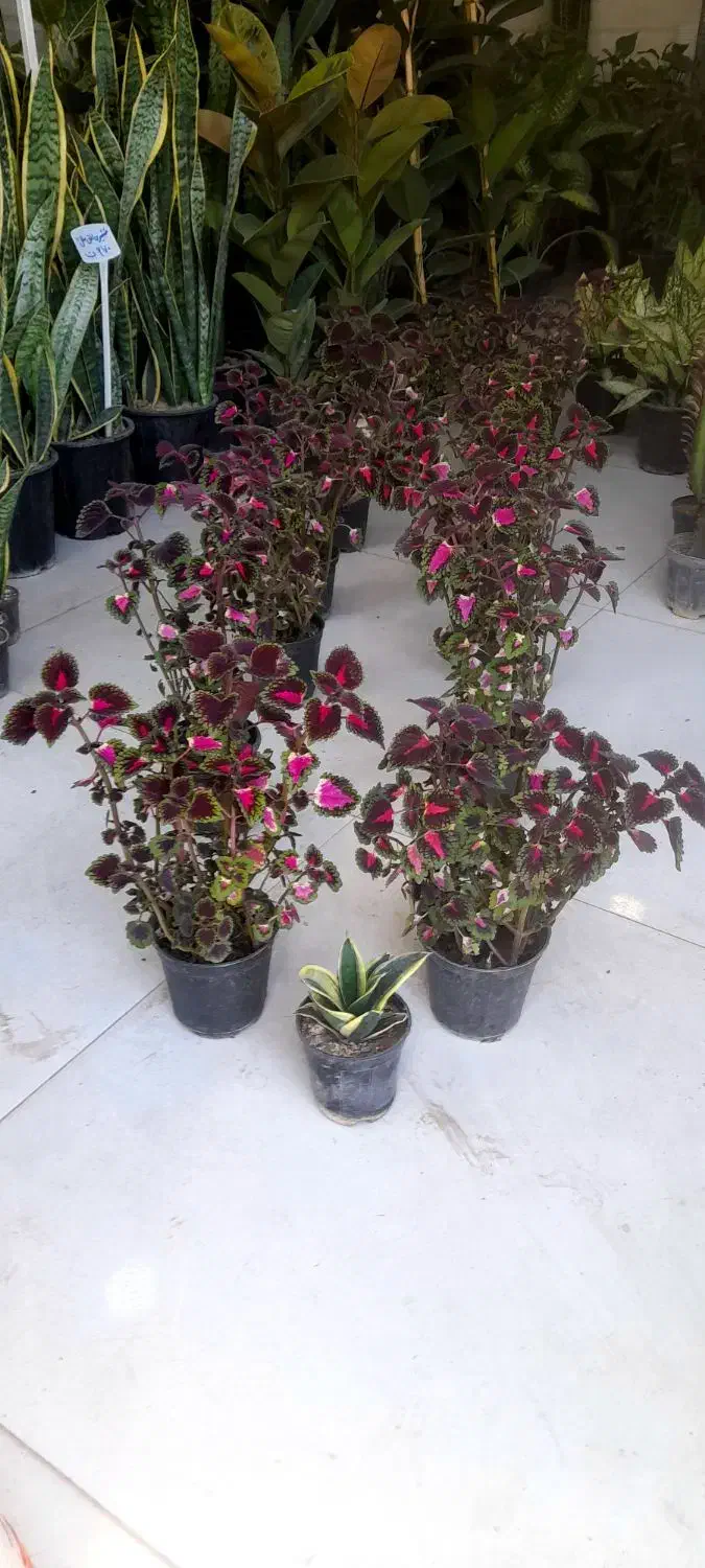 حسن یوسف پُر شاخ و برگ|گل و گیاه طبیعی|قم, نیروگاه|دیوار