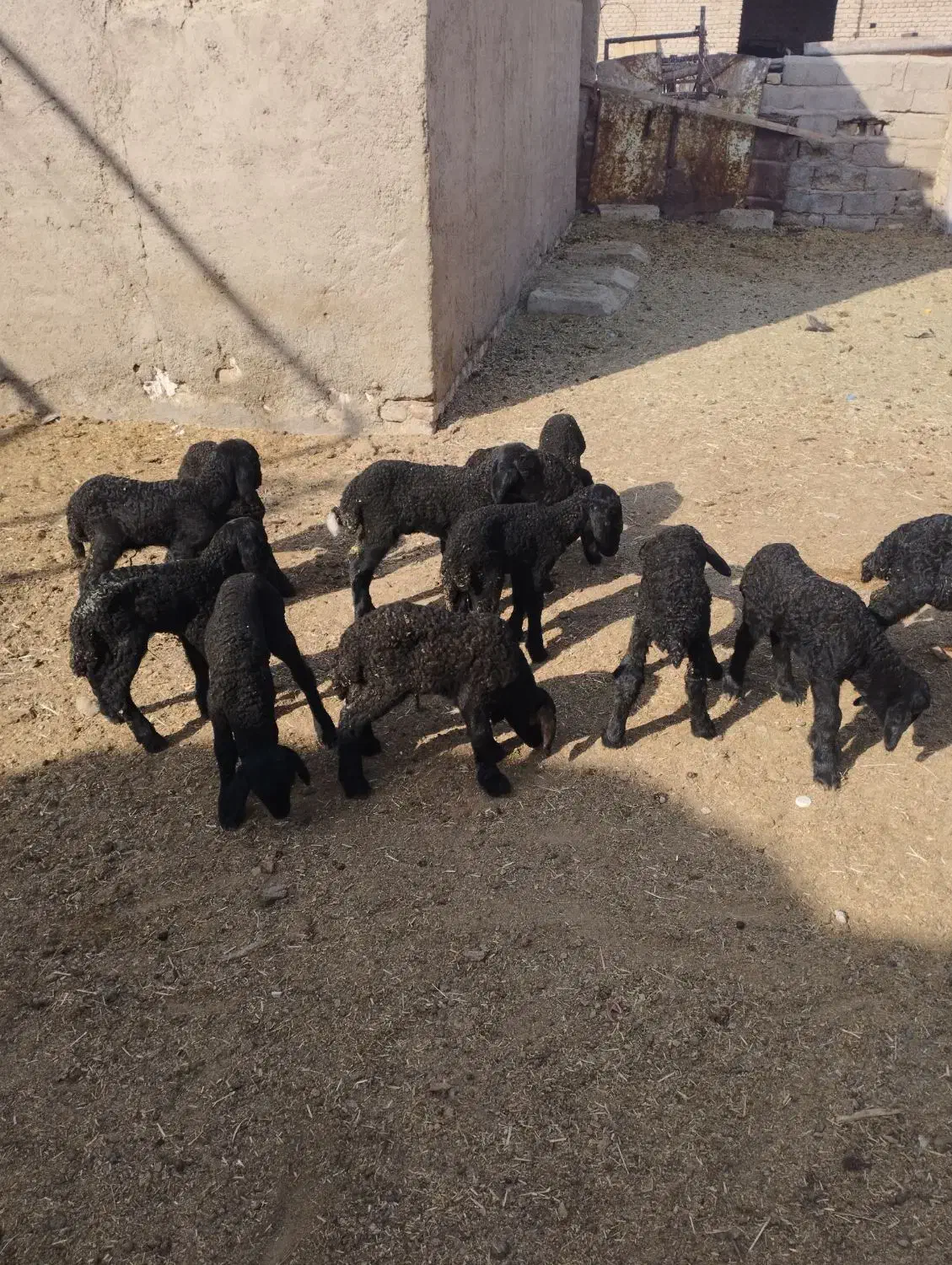 13رسبرهشیریموجوداست|حیوانات مزرعه|جوادآباد, |دیوار