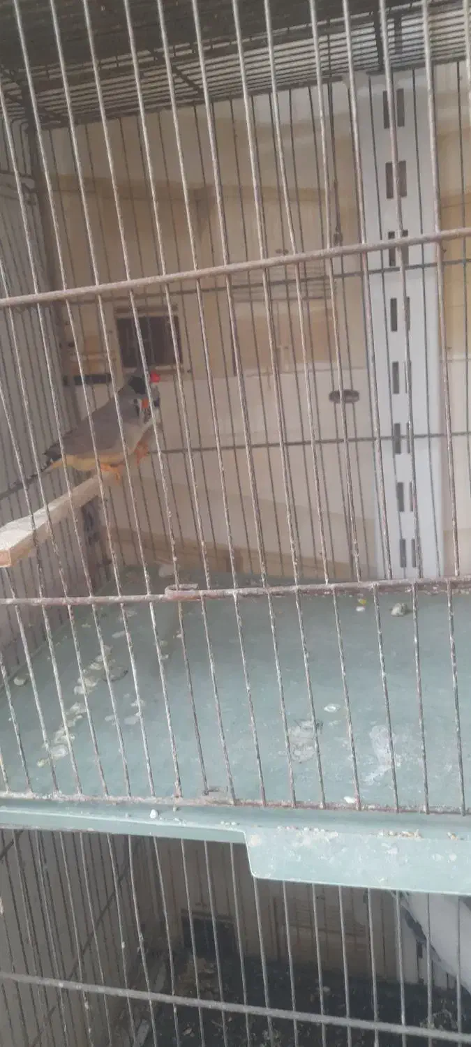 کبوتر پاکستانی|پرنده|بندرعباس, |دیوار