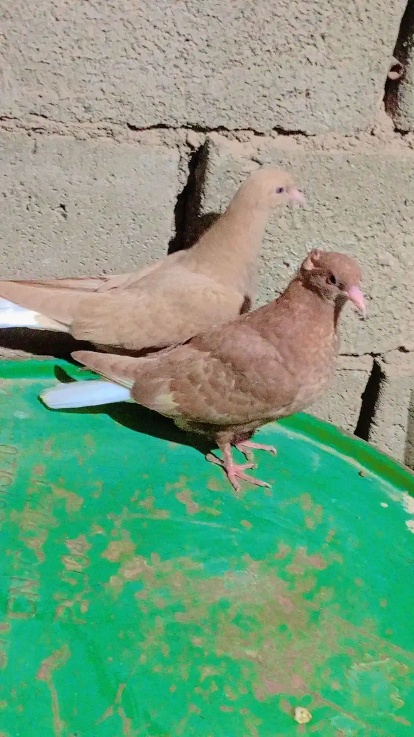 کبوتر|پرنده|بیرجند, |دیوار