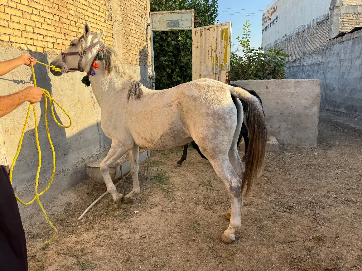 فروش مادیان ابستن همراه با کره نریون|اسب و تجهیزات اسبسواری|شوشتر, |دیوار