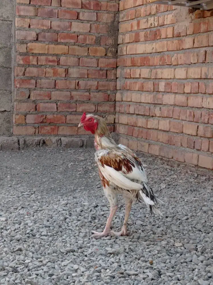 2600000 دو میلیون شصد|پرنده|ایرانشهر, |دیوار