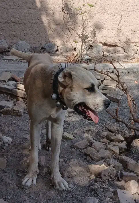 سگ گله ای|سگ|سبزوار, قصبه شرقی|دیوار