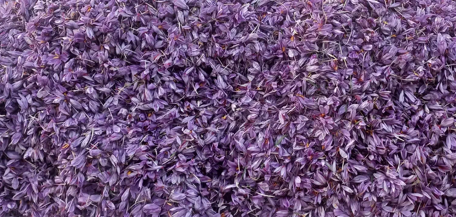 گل زعفران|گل و گیاه طبیعی|تربتحیدریه, پایانه مسافربری تربت حیدریه|دیوار