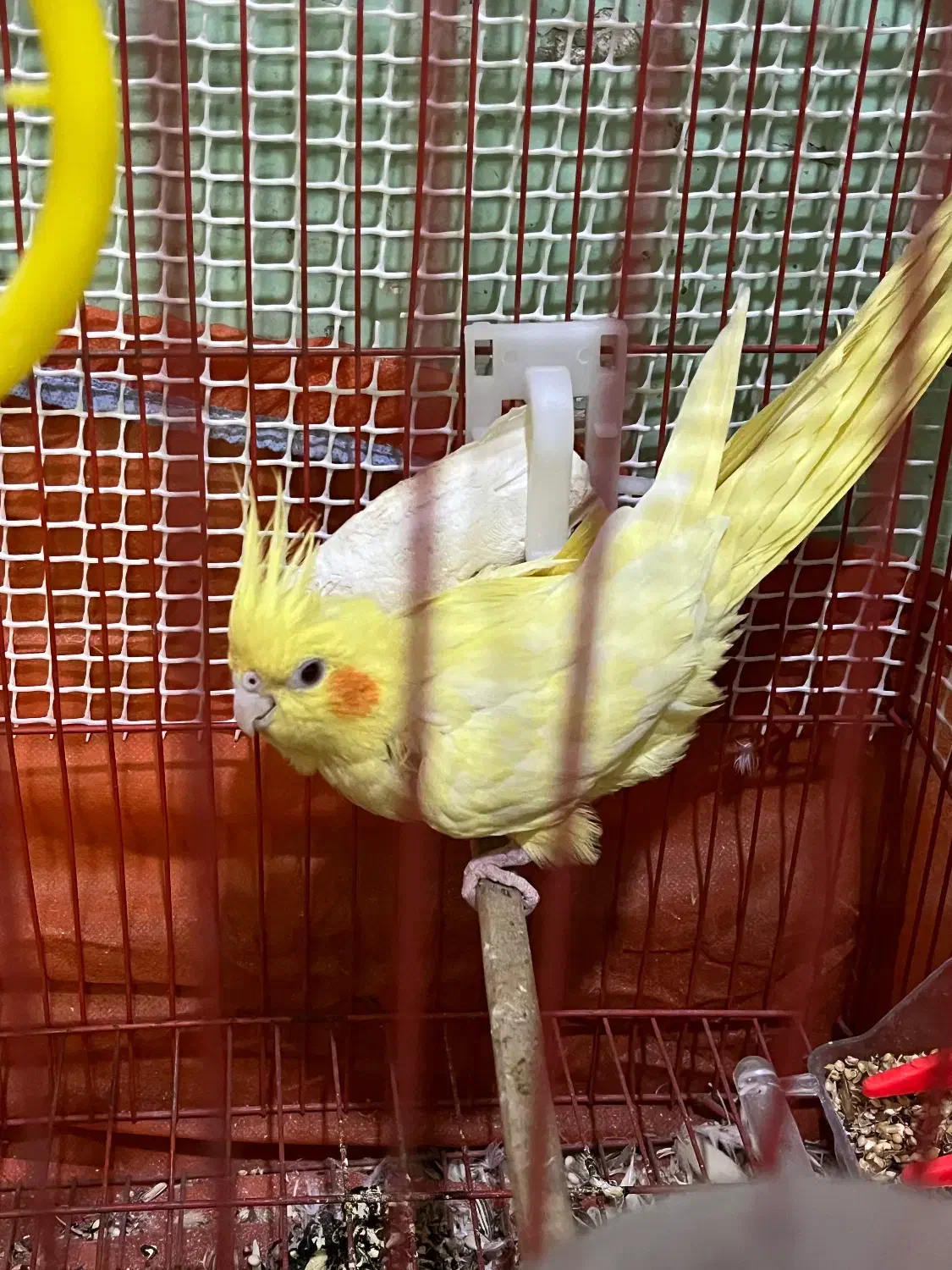 عروس هلندی|پرنده|میناب, |دیوار