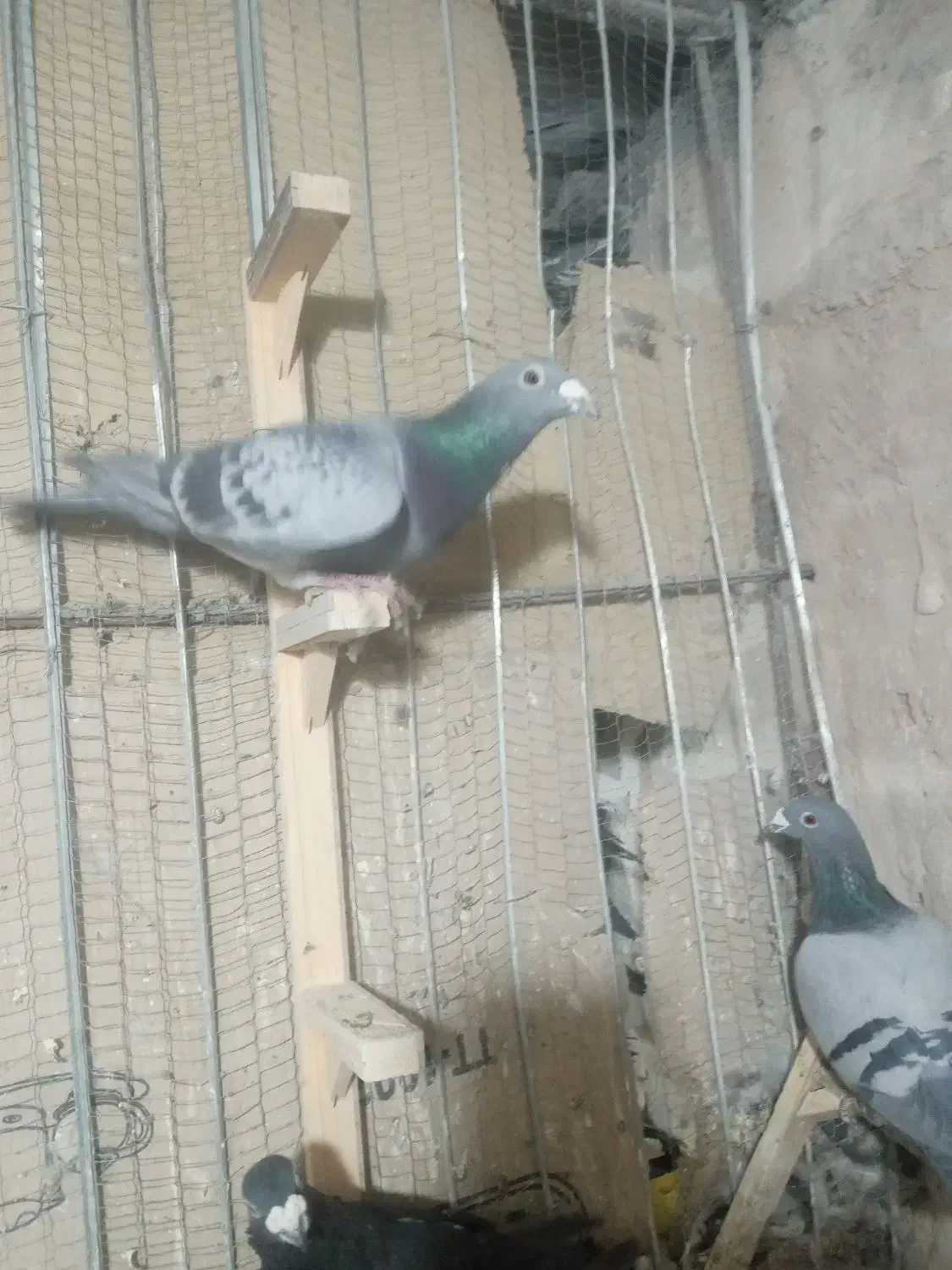 کبوتر آلمانی|پرنده|قائن, |دیوار