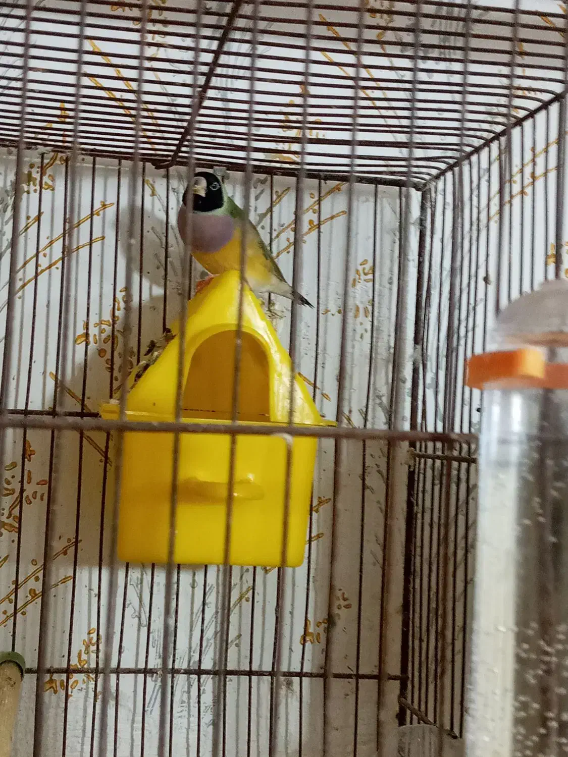 فنچ گلدین تک نر زرد موجوده|پرنده|رشت, علی آباد|دیوار