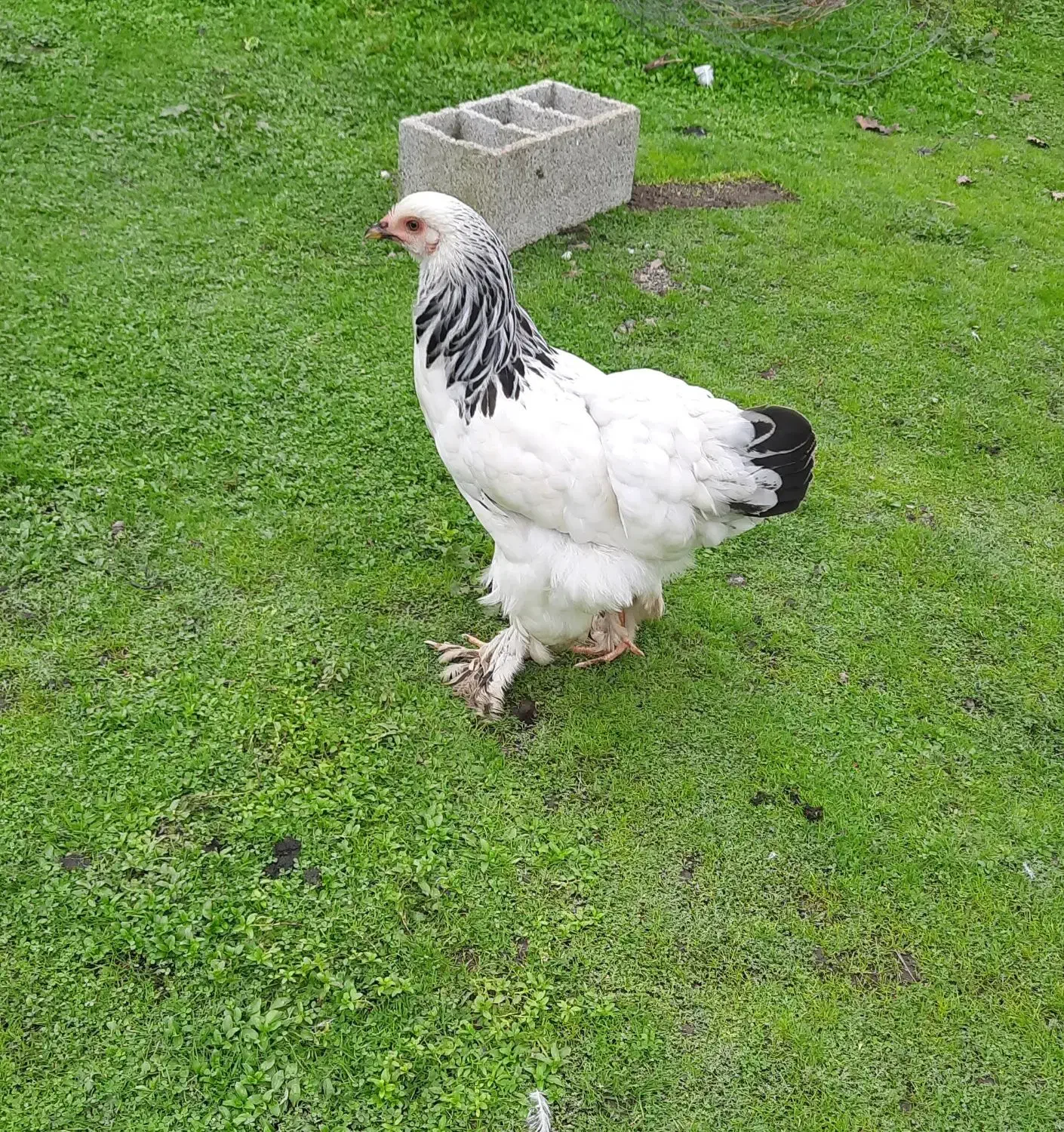 برهما لایت رومانی ۶ماهه|حیوانات مزرعه|آستارا, |دیوار