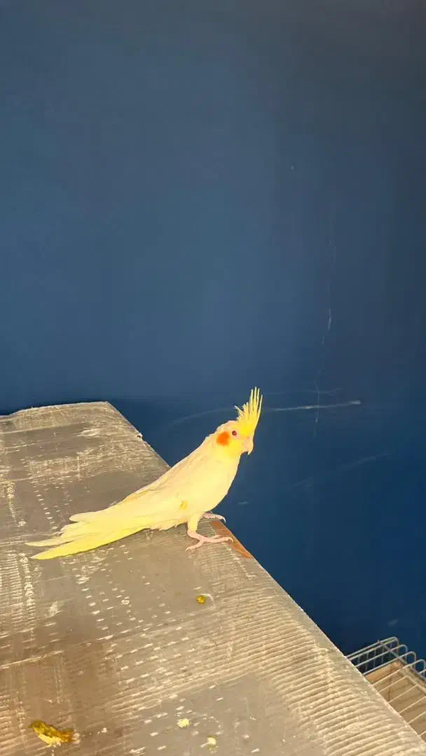 جوجه عروس لوتینو و طوسی|پرنده|قزوین, |دیوار