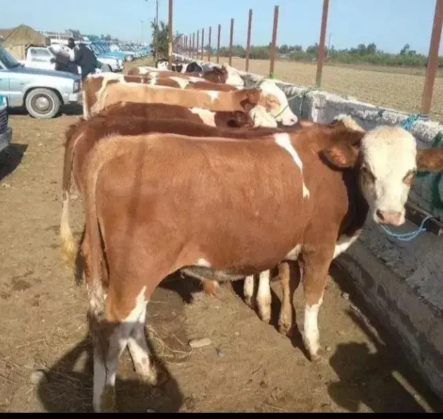 تهیه گوساله از میادین دام دوشنبه و پنجشنبه آق قلا|حیوانات مزرعه|ساری, |دیوار