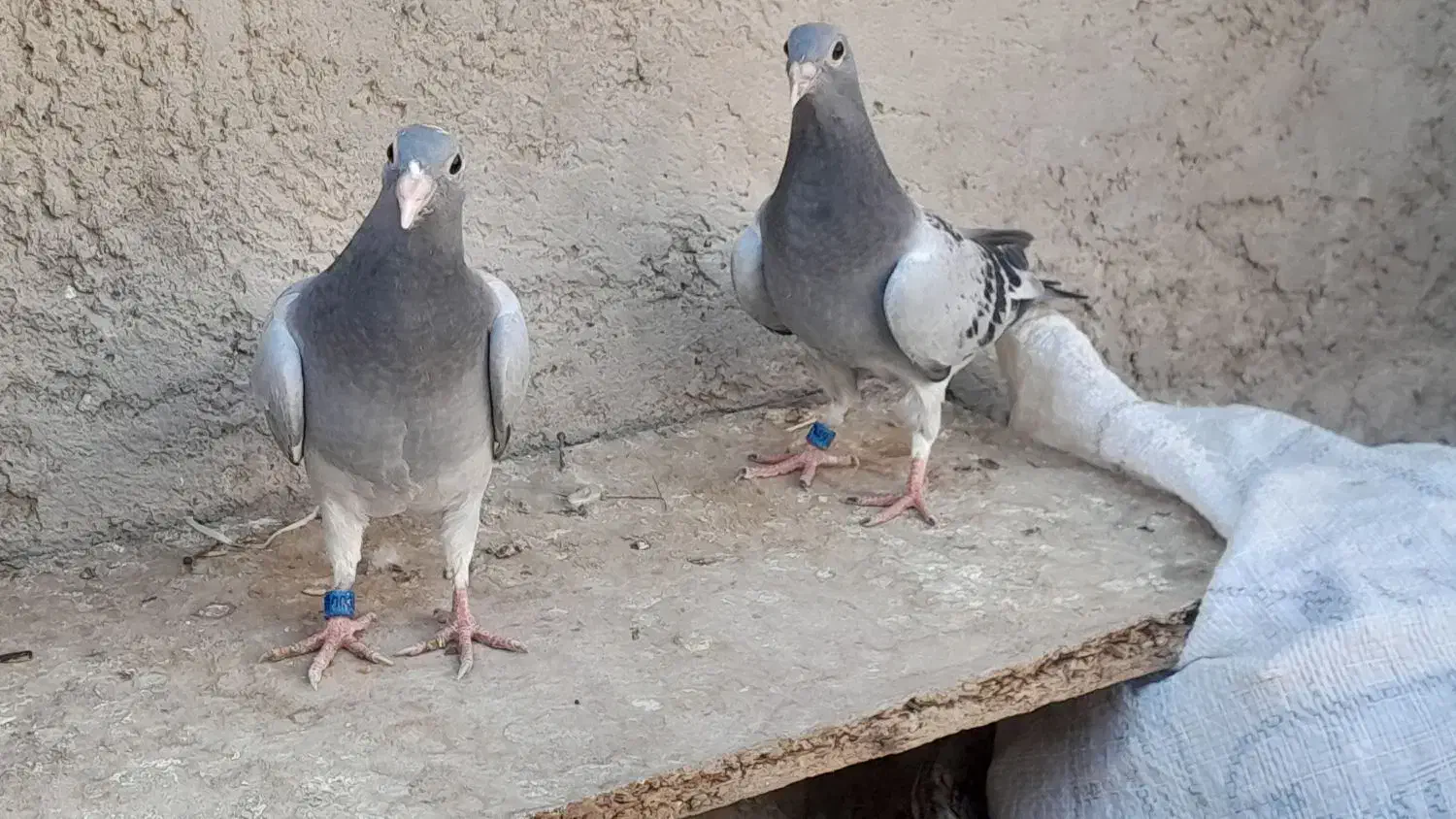 جفت کبوترجوجه مسافتی هرمن کوستر|پرنده|زهک, |دیوار