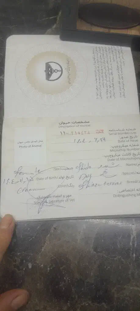 توله شیتزو ماده مهربون بازیگوش حرف گوش کن|سگ|کرج, حصارک بالا|دیوار