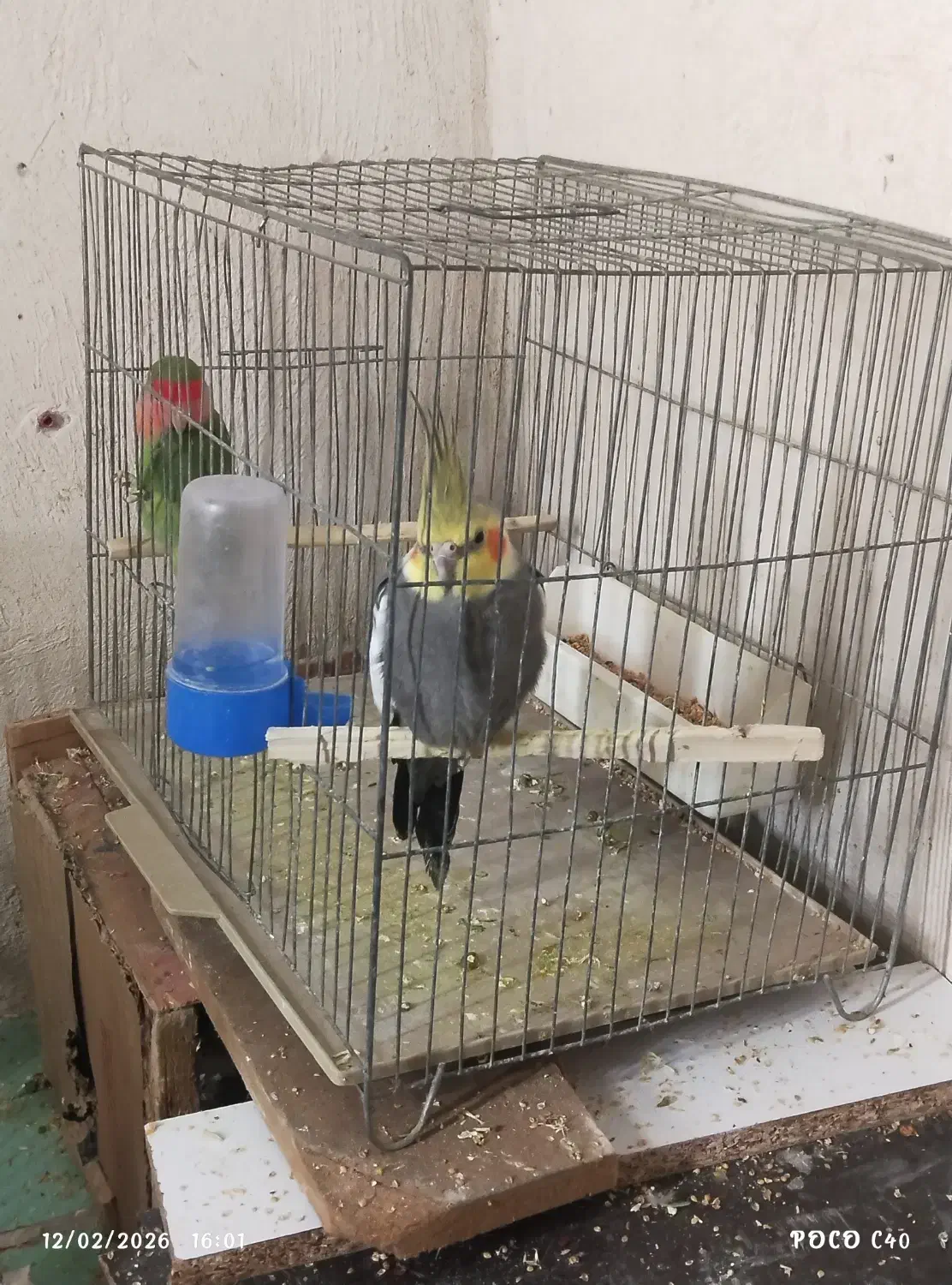 عروس هلندی|پرنده|مینودشت, |دیوار