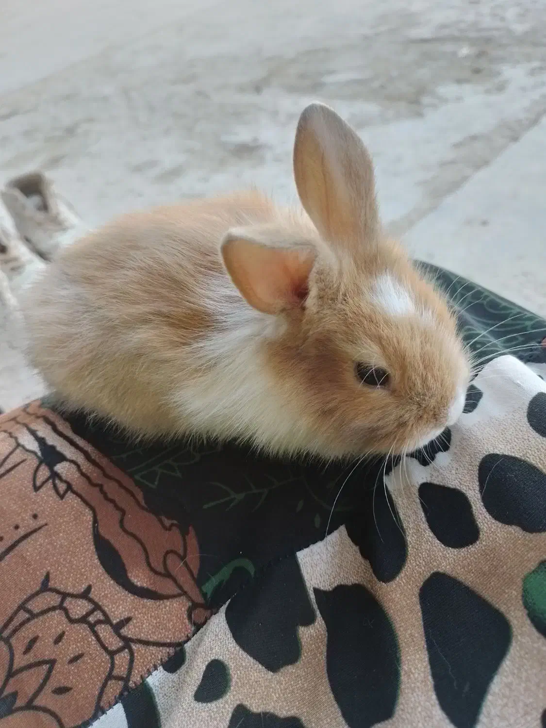 نینی های پشمالویی خرگوش|موش و خرگوش|برازجان, |دیوار