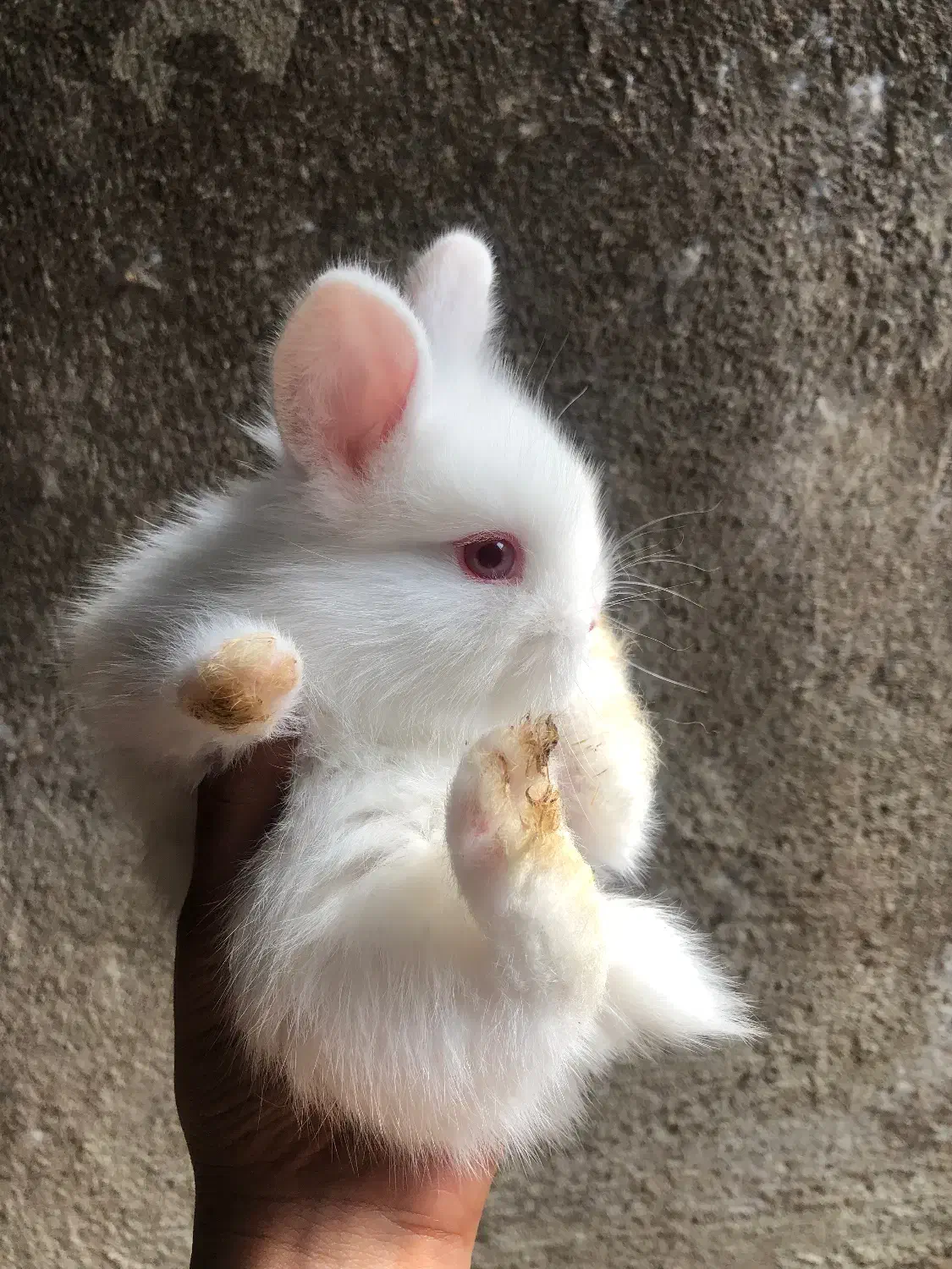 بچه خرگوش فلت|موش و خرگوش|قائم‌شهر, |دیوار