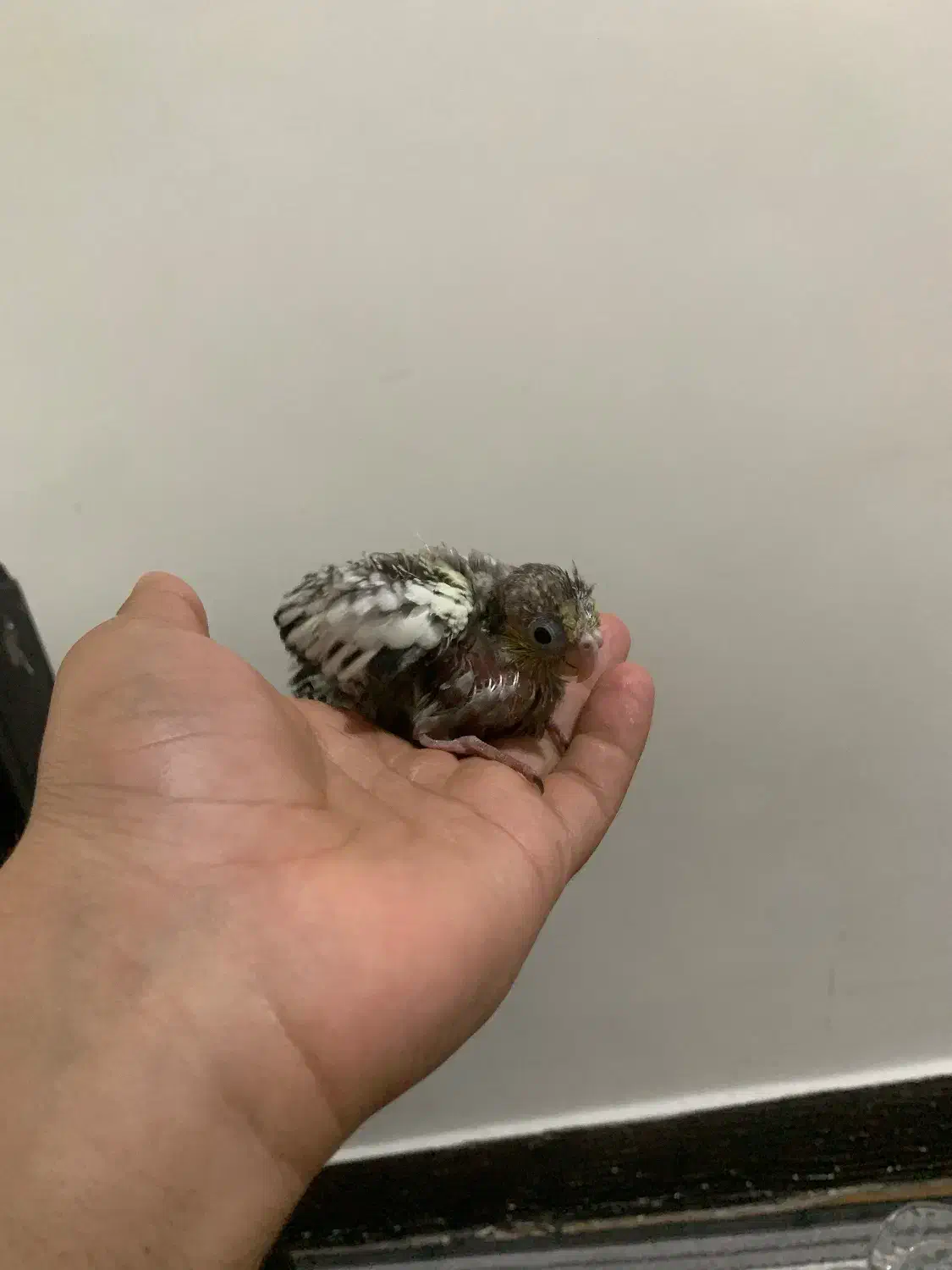 جوجه عروس هلندی|پرنده|هشتگرد, شهرک بعثت|دیوار