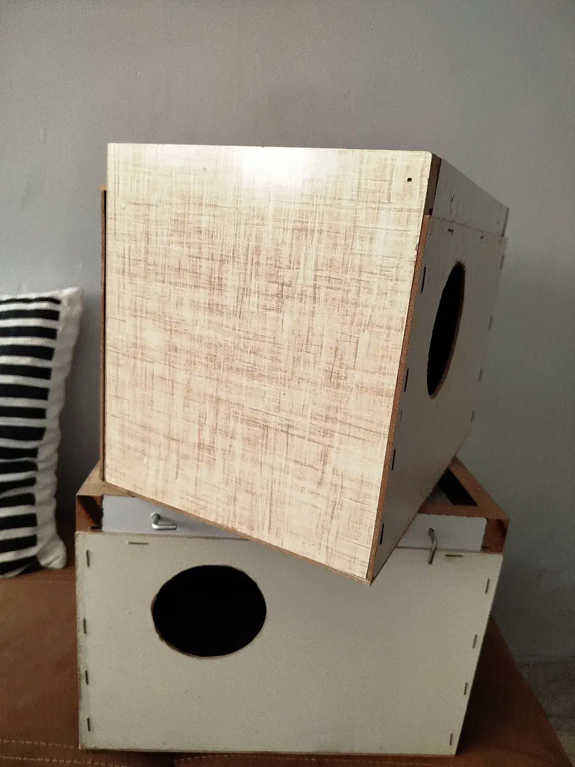 لانه عروس هلندی|لوازم جانبی حیوانات|مرودشت, مسجد رسول‎|دیوار