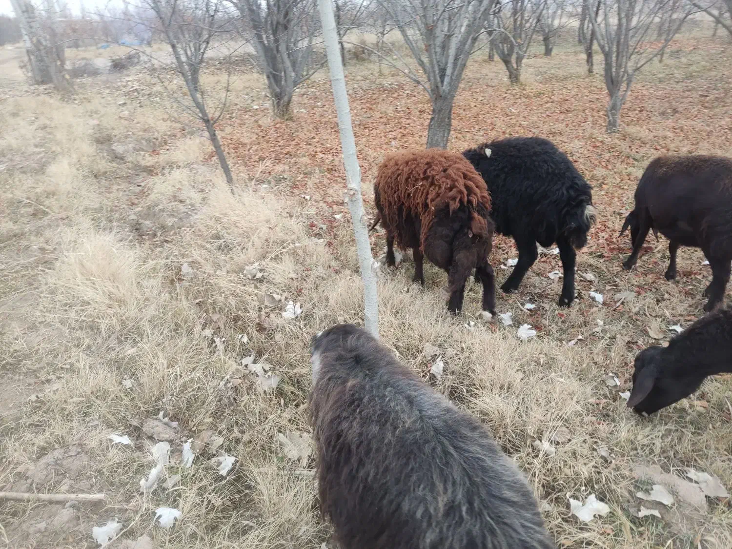 تعداد ده رآس بره نر قره قزل بفروش میرسد|حیوانات مزرعه|کشکسرای, |دیوار