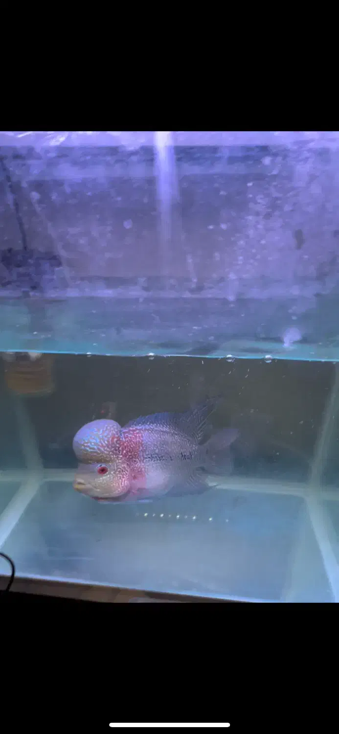 ماهی فلاور|ماهی|تهران, پامنار|دیوار