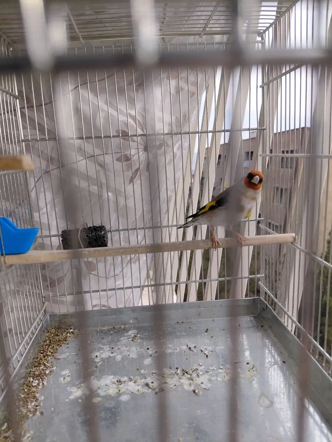 سهره .قناری|پرنده|ری, سیزده آبان|دیوار