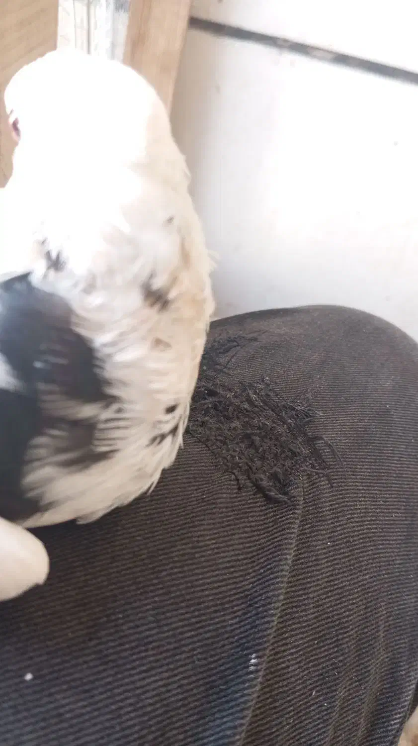 کفتر طوقی هفترنگ|پرنده|سبزوار, گلشن|دیوار