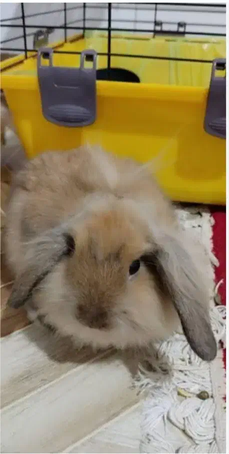 خرگوش|موش و خرگوش|کیار, |دیوار