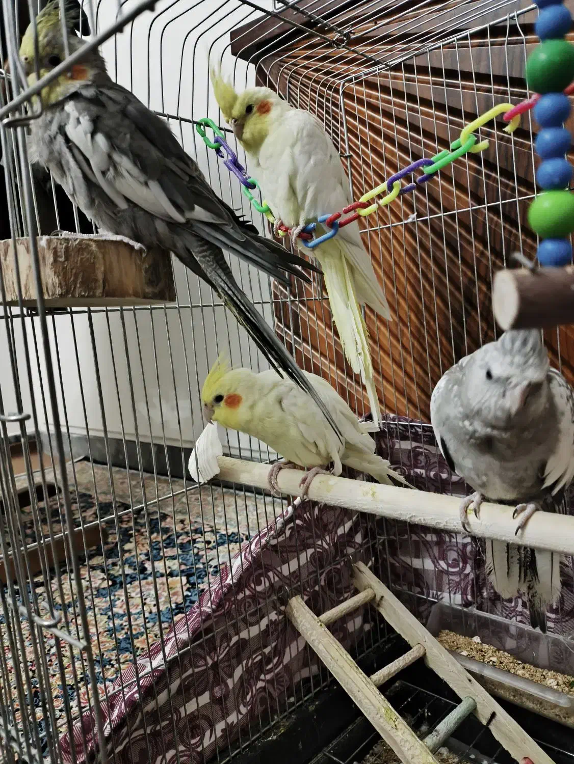 عروس هلندی|پرنده|اراک, |دیوار