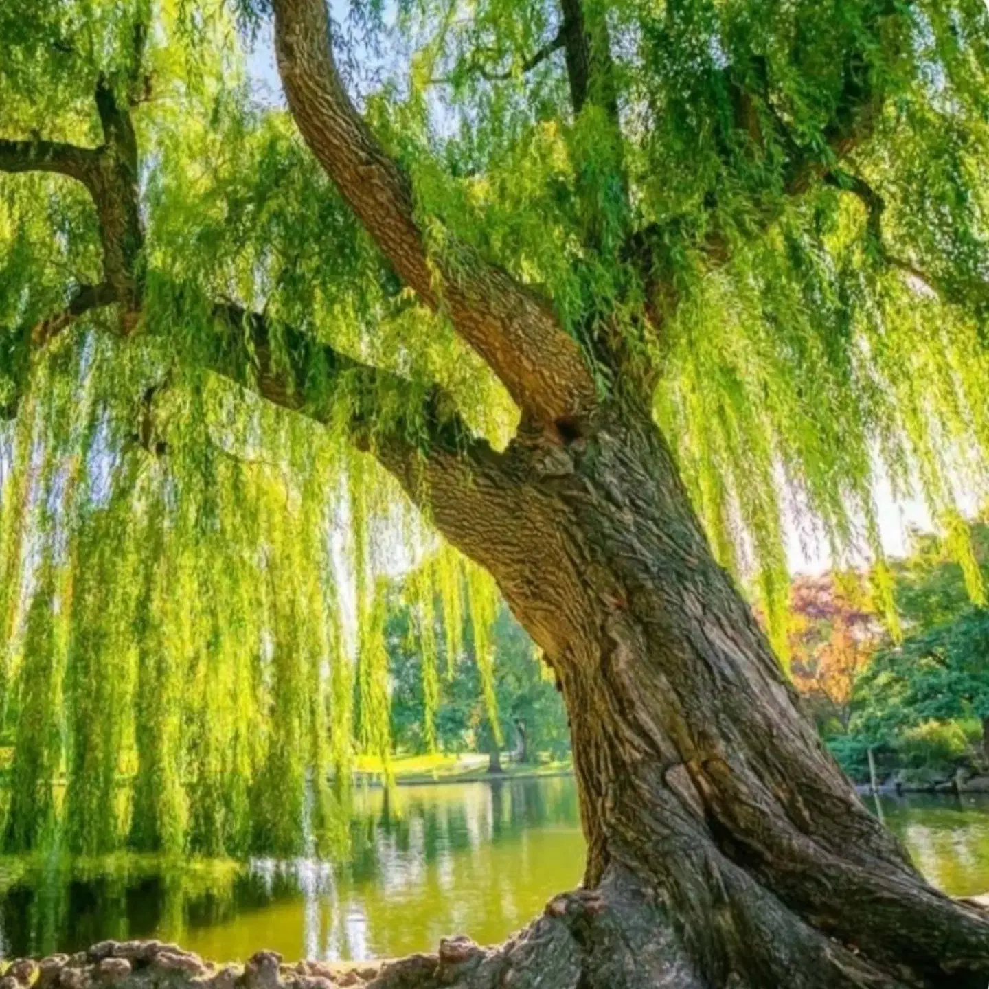 نهال بید معجون و سایر نهال ها|گل و گیاه طبیعی|میاندوآب, |دیوار