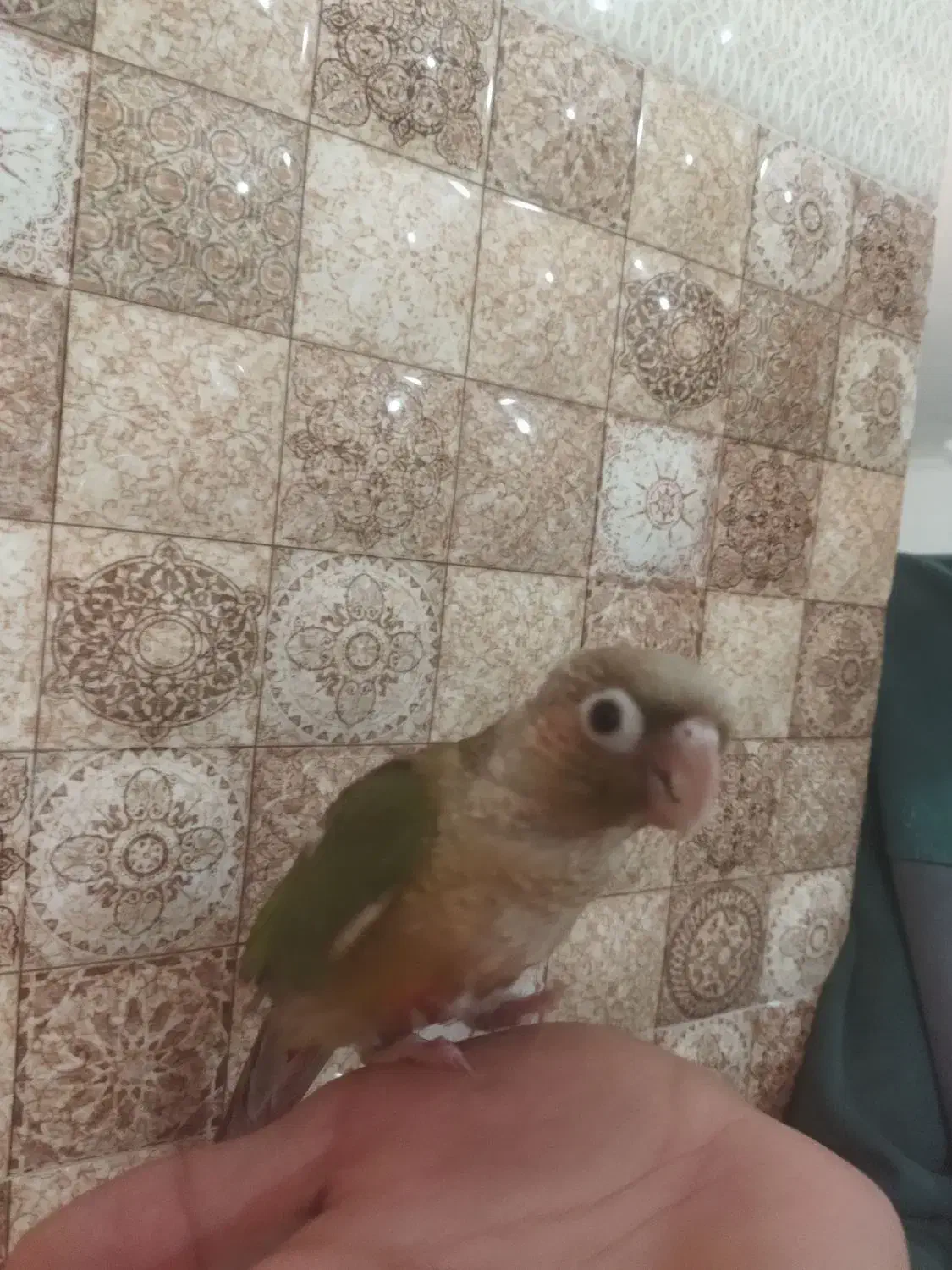 جوجه گرینچیک|پرنده|شاهرود, |دیوار