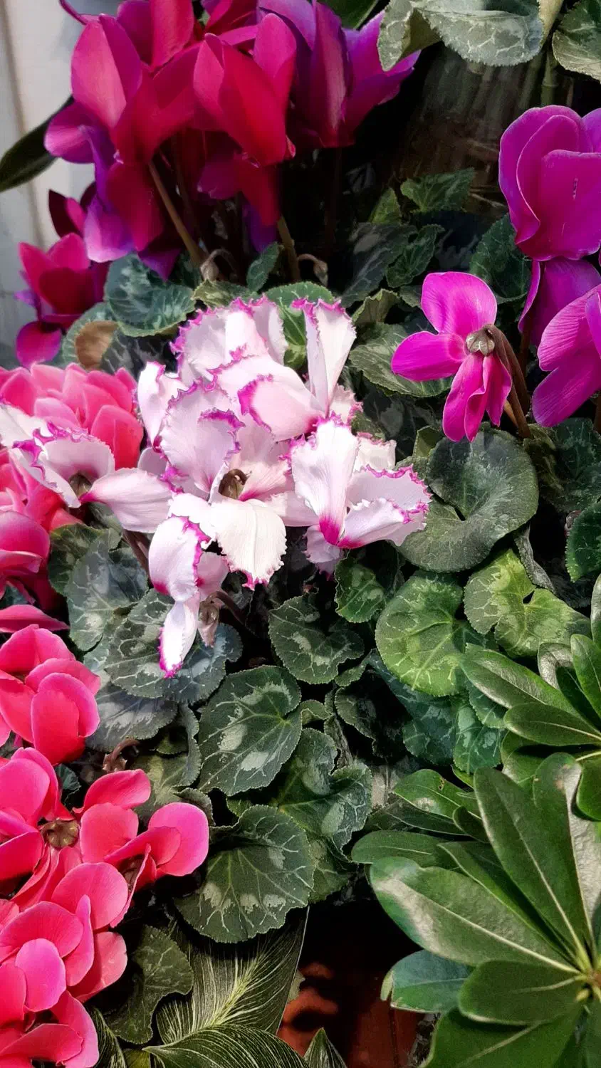 گل سیکلامن/گل گلدار/دائم گل گیاه آپارتمانی|گل و گیاه طبیعی|فردیس, فردیس|دیوار