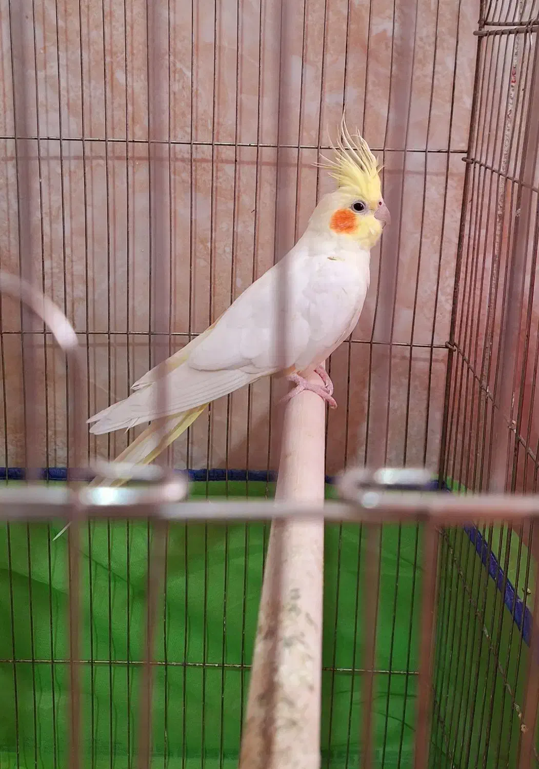 عروس هلندی|پرنده|بهار, |دیوار