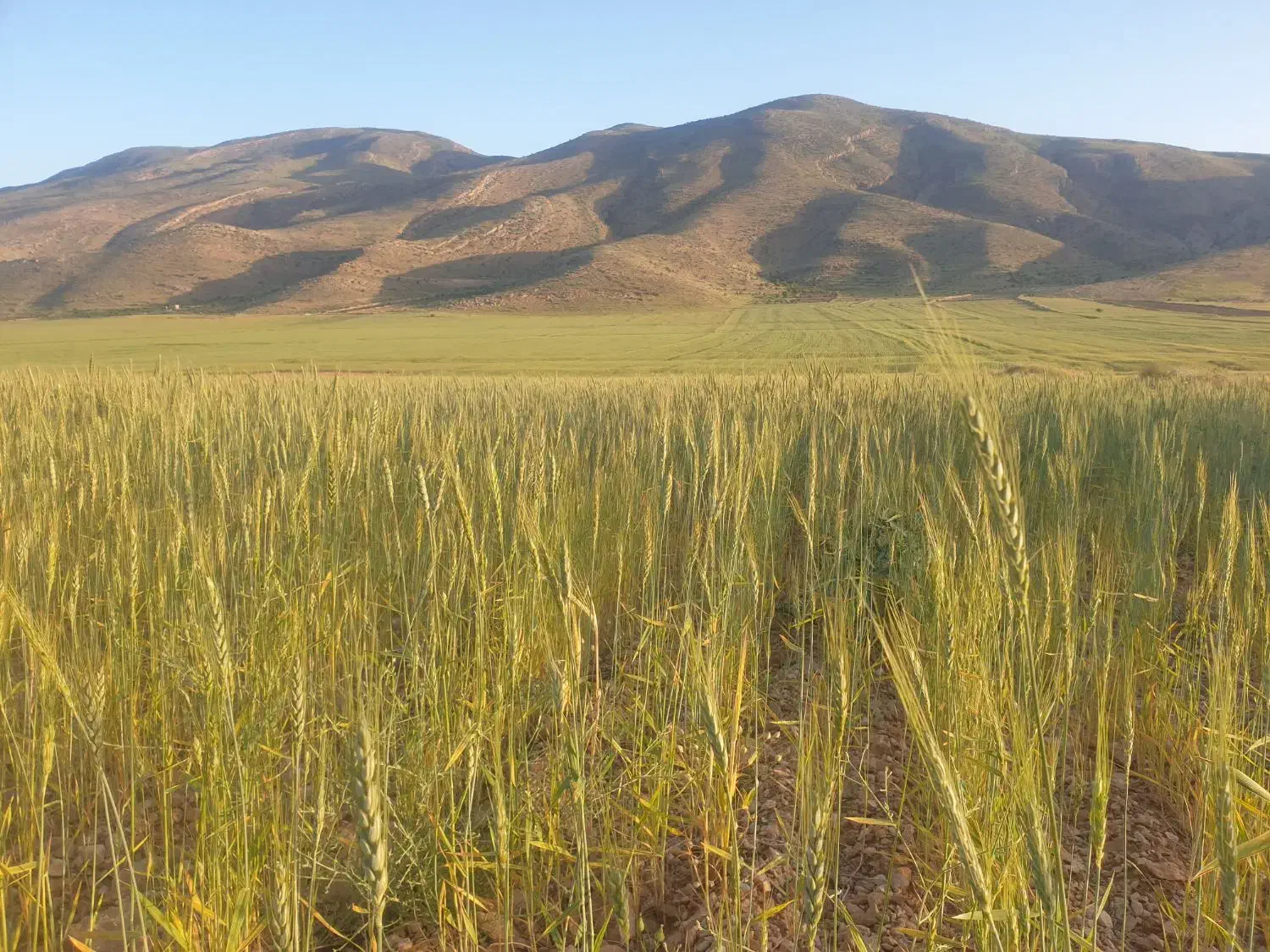۳ هکتار زمین کشاورزی مناسب سرمایه گذاری|فروش دفتر صنعتی، کشاورزی، تجاری|شیراز, گلستان|دیوار