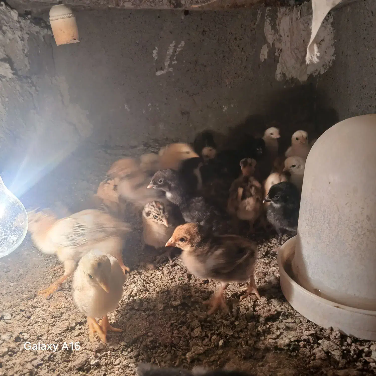 جوجه محلی(سیستانی)|حیوانات مزرعه|زابل, |دیوار