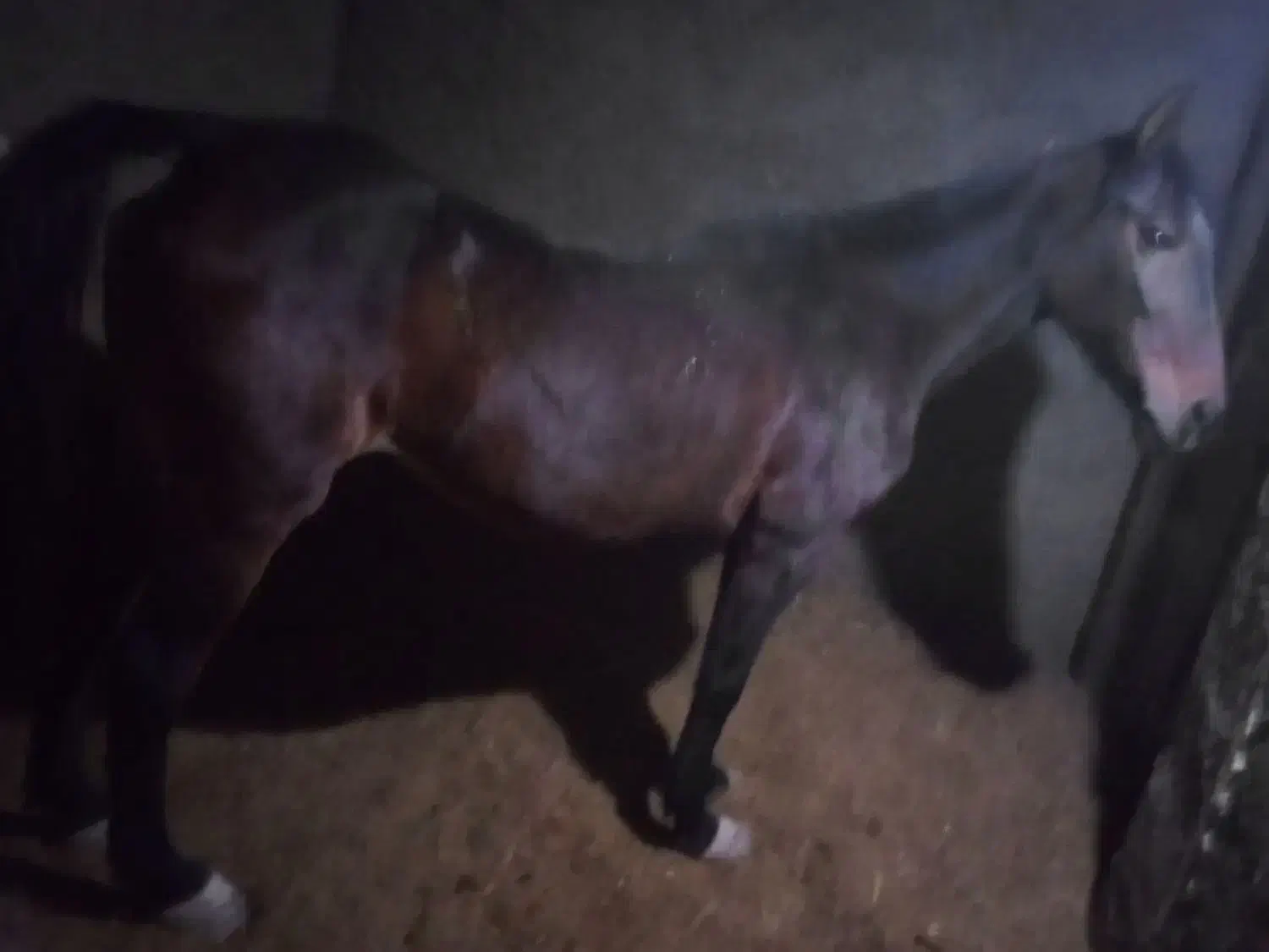 مادیان ترکی|اسب و تجهیزات اسبسواری|اصفهان, شهرک امام خمینی|دیوار