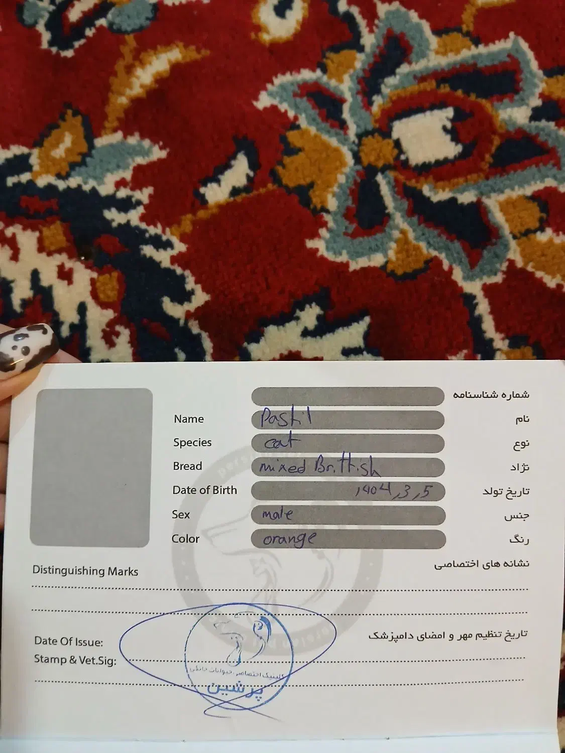 گربه|گربه|گلبهار, نوبهار|دیوار